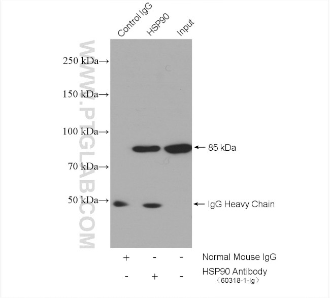 HSP90 Antibody in Immunoprecipitation (IP)