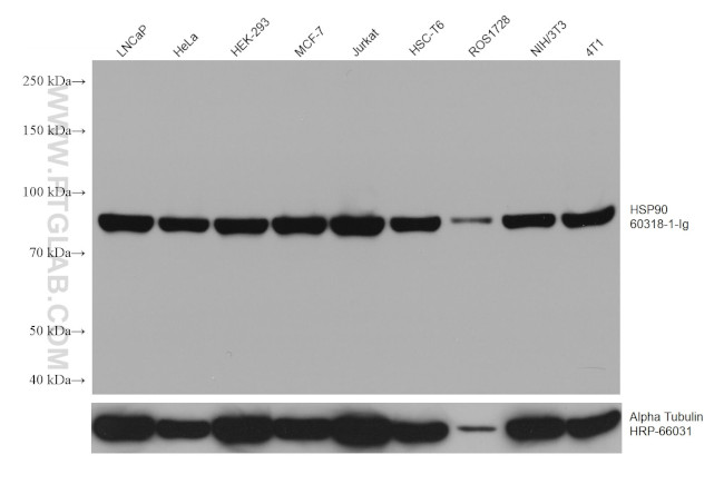 HSP90 Antibody in Western Blot (WB)