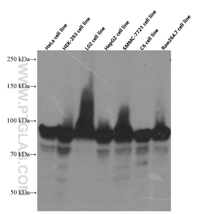 HSP90 Antibody in Western Blot (WB)