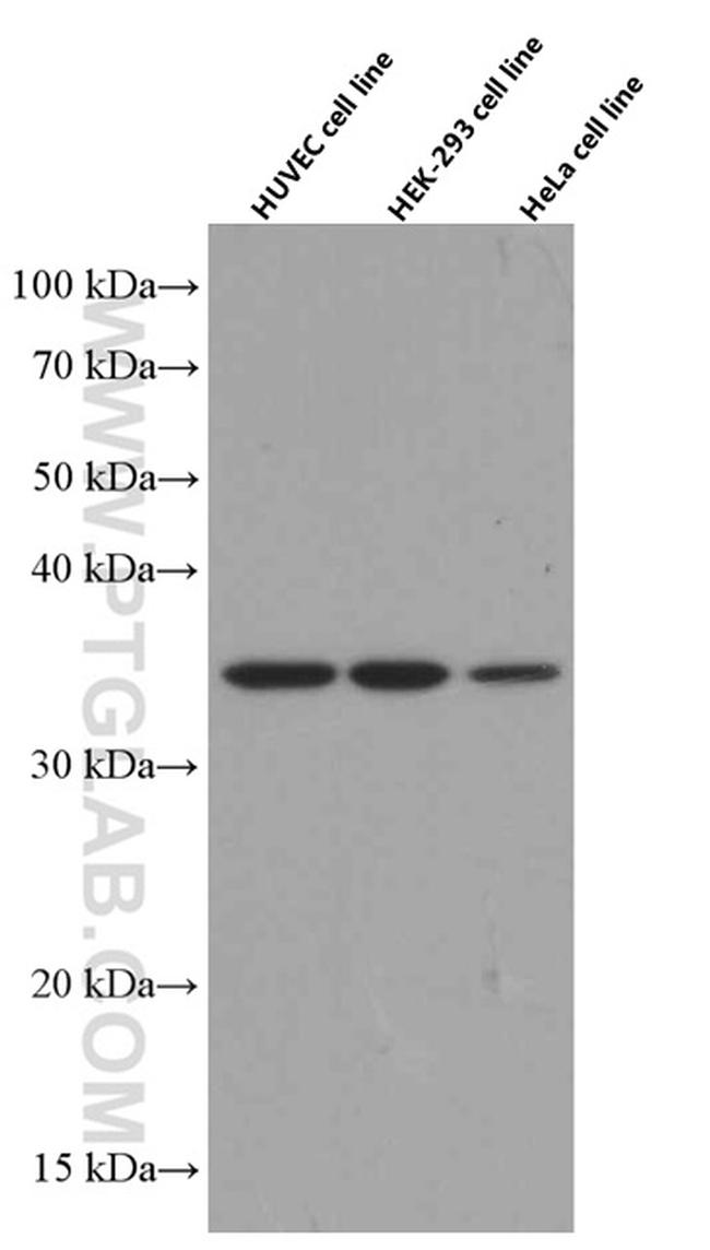 TNFAIP1 Antibody in Western Blot (WB)