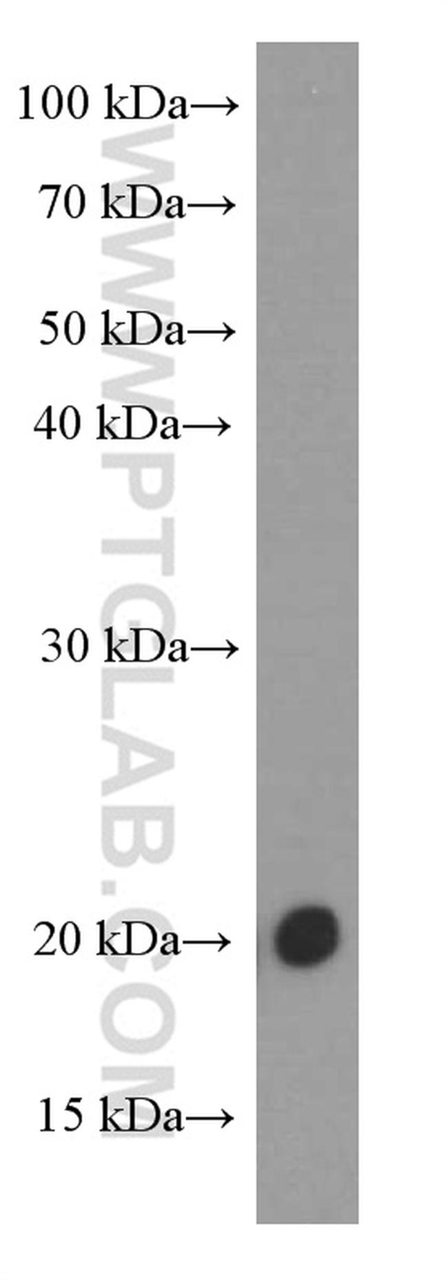 FGF18 Antibody in Western Blot (WB)