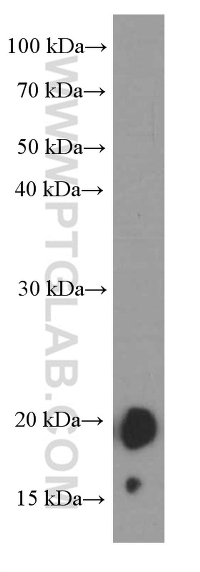 FGF18 Antibody in Western Blot (WB)