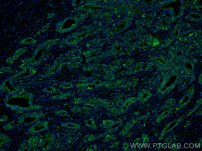 Prostein Antibody in Immunohistochemistry (PFA fixed) (IHC (PFA))