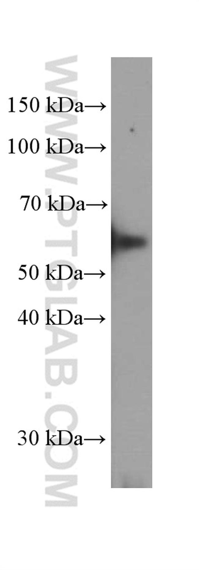 Prostein Antibody in Western Blot (WB)