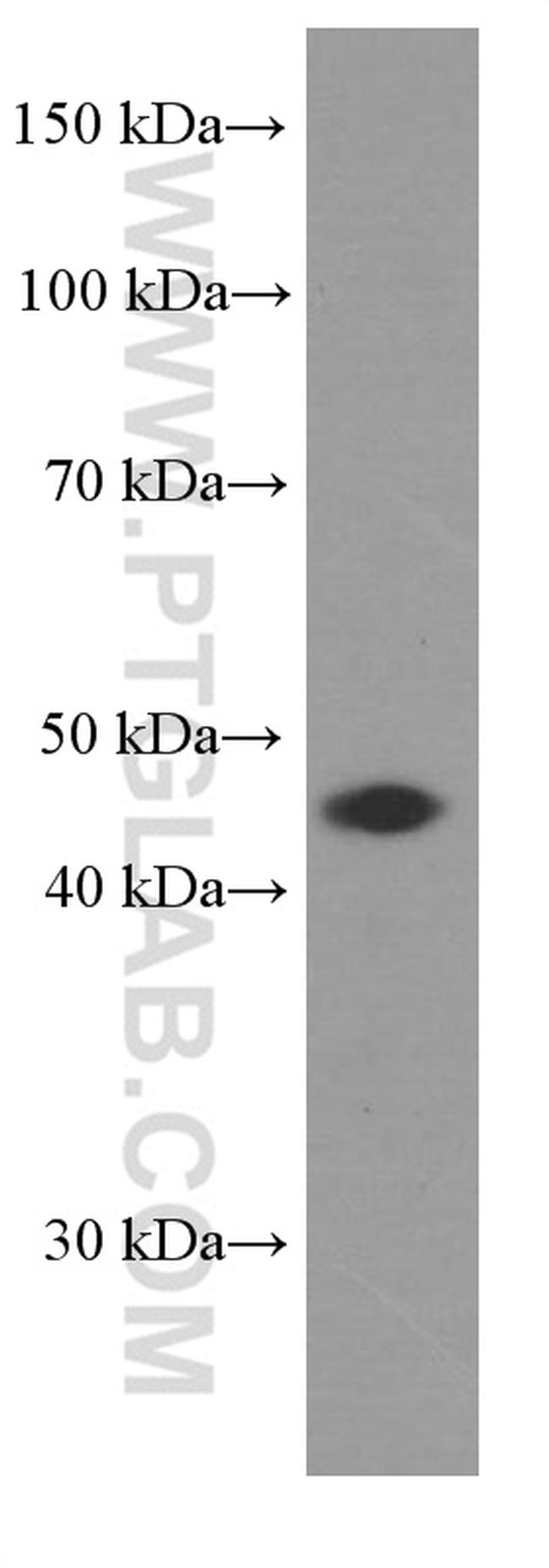 BSAP/PAX5 Antibody in Western Blot (WB)