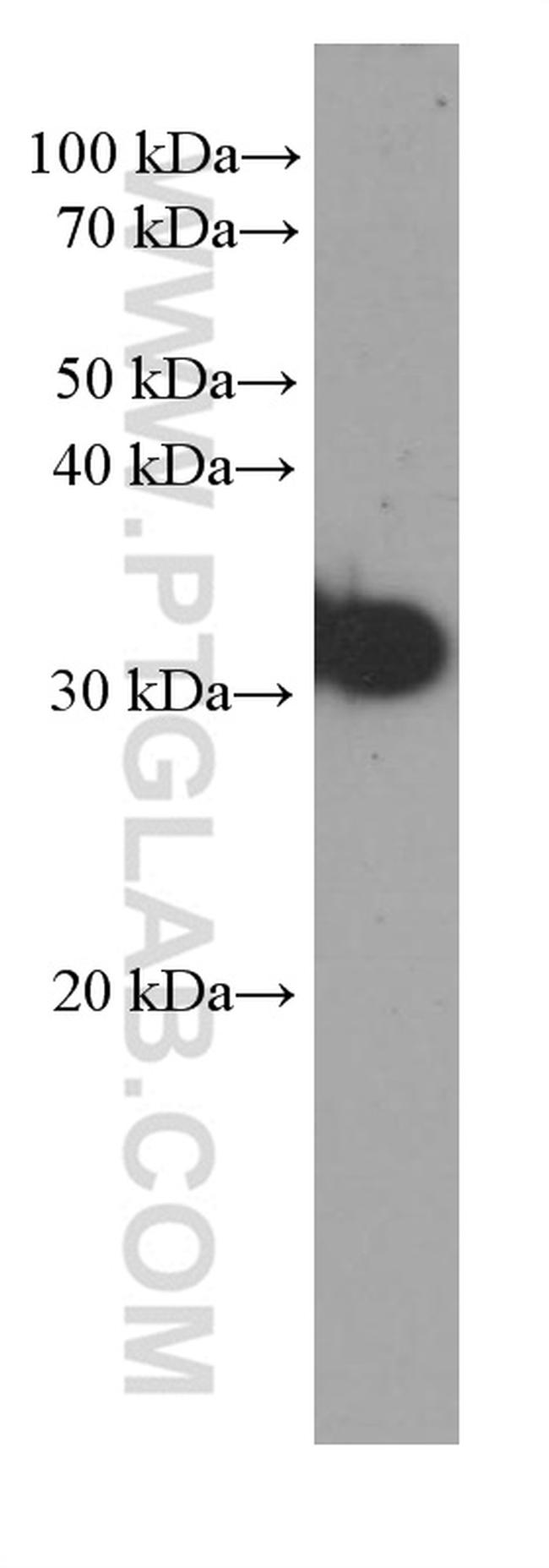 CD99 Antibody in Western Blot (WB)