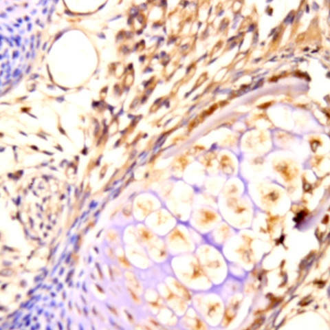 PAX6 Antibody in Immunohistochemistry (Paraffin) (IHC (P))