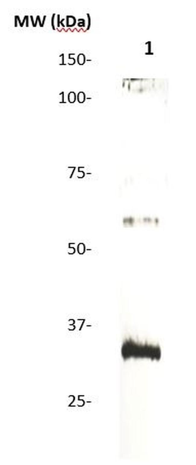 CD138 Antibody in Western Blot (WB)