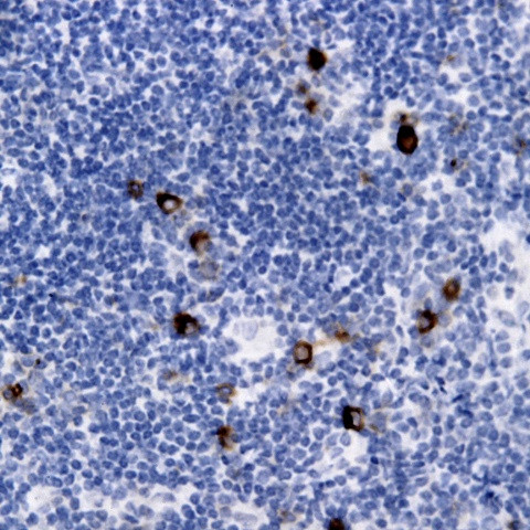 IL-7 Antibody in Immunohistochemistry (Paraffin) (IHC (P))