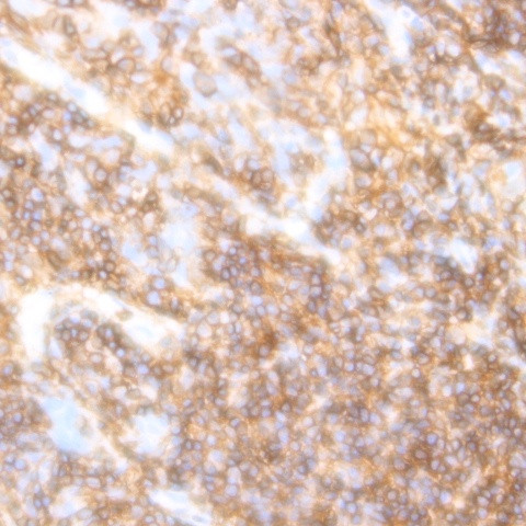 CD230 (PrP) Antibody in Immunohistochemistry (Paraffin) (IHC (P))