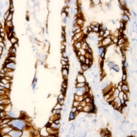 Connexin 32 Antibody in Immunohistochemistry (Paraffin) (IHC (P))