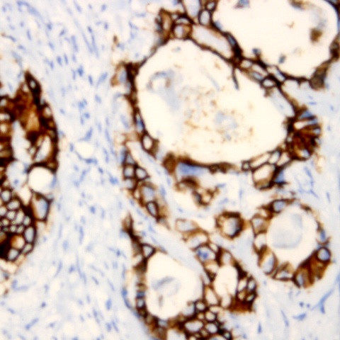 Connexin 36 Antibody in Immunohistochemistry (Paraffin) (IHC (P))