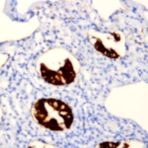 CXCL12 Antibody in Immunohistochemistry (Paraffin) (IHC (P))