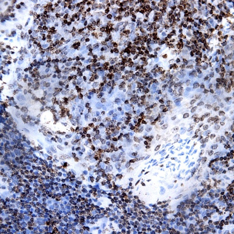 Macrophage Antibody in Immunohistochemistry (Paraffin) (IHC (P))