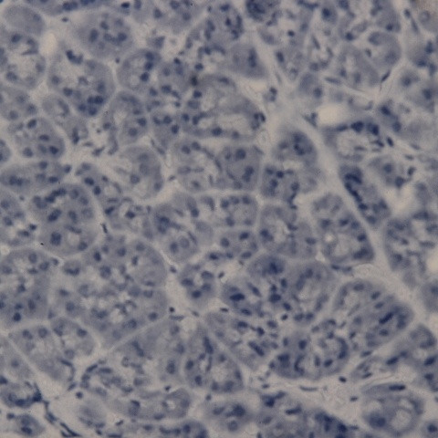 Surfactant Protein A (SP-A) Antibody in Immunohistochemistry (Paraffin) (IHC (P))