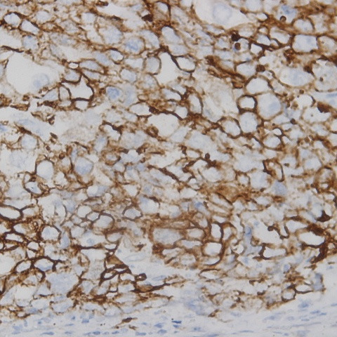 Connexin 43 Antibody in Immunohistochemistry (Paraffin) (IHC (P))