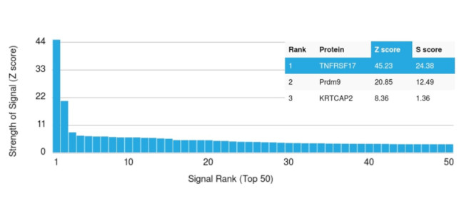 CD269/TNFRSF17/BCMA (B-Cell Maturation Protein) Antibody in Peptide array (ARRAY)