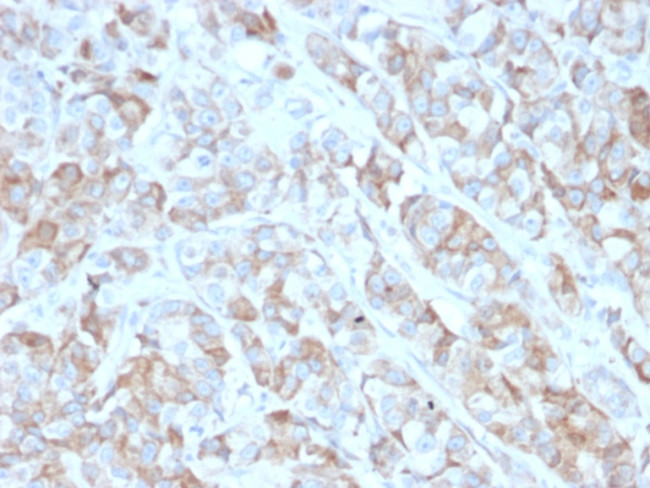 CD269/TNFRSF17/BCMA (B-Cell Maturation Protein) Antibody in Immunohistochemistry (Paraffin) (IHC (P))