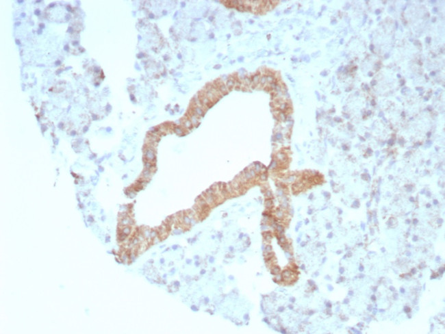 CD269/TNFRSF17/BCMA (B-Cell Maturation Protein) Antibody in Immunohistochemistry (Paraffin) (IHC (P))