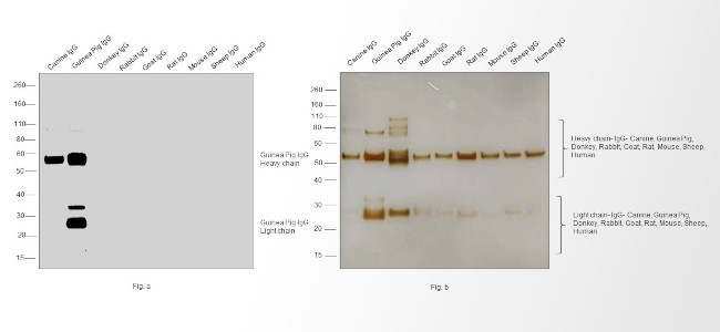 Guinea Pig IgG (H+L) Secondary Antibody in Western Blot (WB)