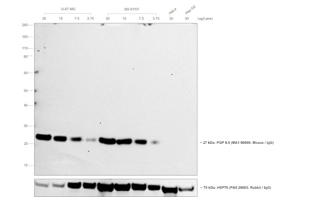 Mouse IgG (H+L) Secondary Antibody in Western Blot (WB)