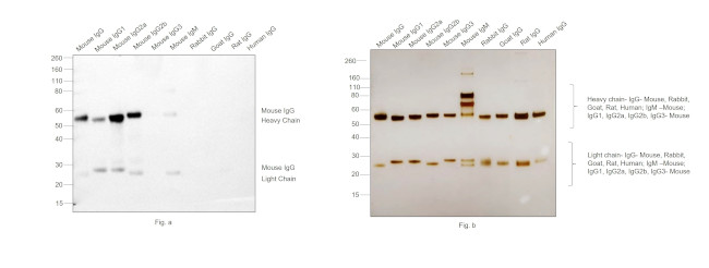 Mouse IgG (H+L) Secondary Antibody in Western Blot (WB)