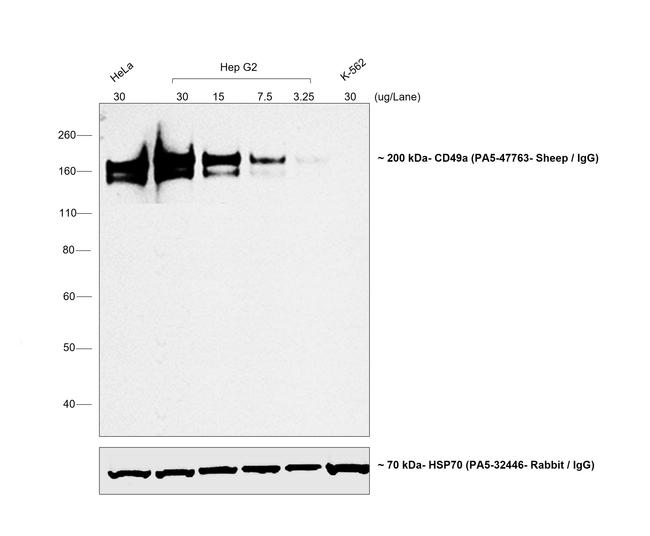 Sheep IgG (H+L) Secondary Antibody in Western Blot (WB)