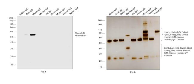 Sheep IgG (H+L) Secondary Antibody in Western Blot (WB)