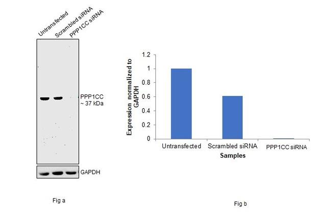 Sheep IgG (H+L) Secondary Antibody in Western Blot (WB)