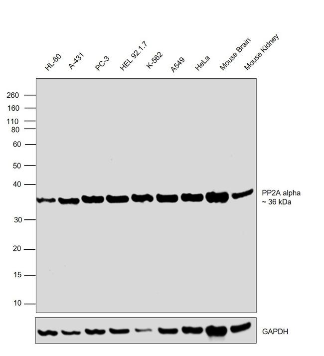 Sheep IgG (H+L) Secondary Antibody in Western Blot (WB)