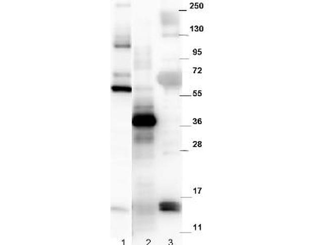 Nag-1 Antibody in Western Blot (WB)