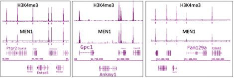 Menin Antibody in ChIP-Sequencing (ChIP-Seq)