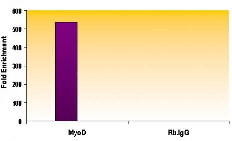 Histone H3K27me1 Antibody in ChIP Assay (ChIP)