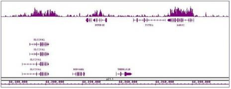 Histone H3K27me1 Antibody in ChIP-Sequencing (ChIP-Seq)