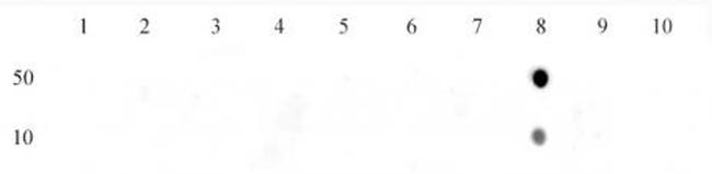 Histone H3K27me1 Antibody in Dot Blot (DB)