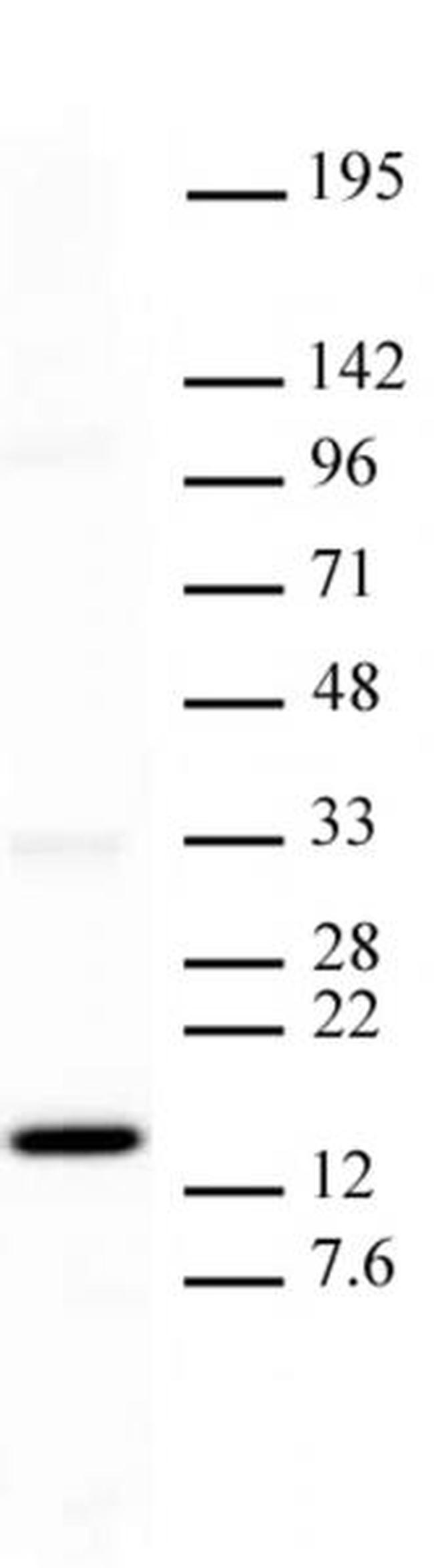 Histone H3K27me1 Antibody in Western Blot (WB)