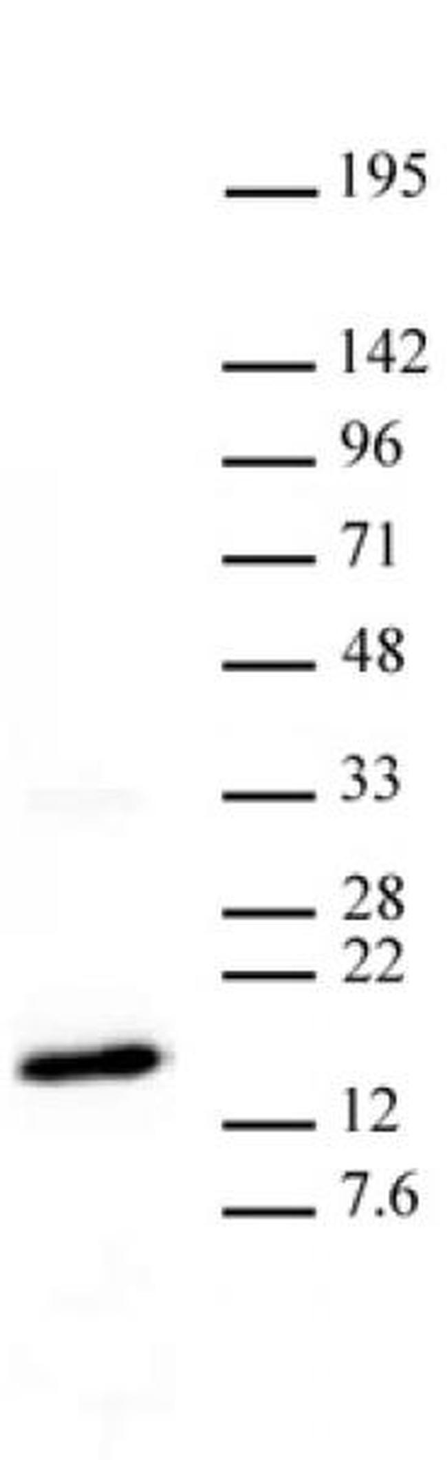 Histone H3K27me3 Antibody in Western Blot (WB)