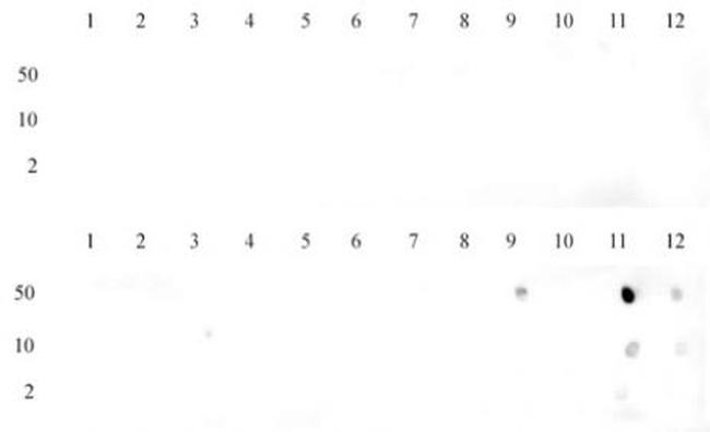 Histone H3K36me2 Antibody in Dot Blot (DB)