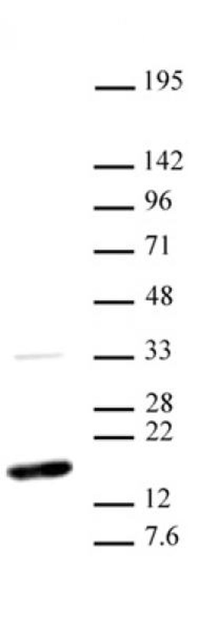 Histone H3K36me2 Antibody in Western Blot (WB)