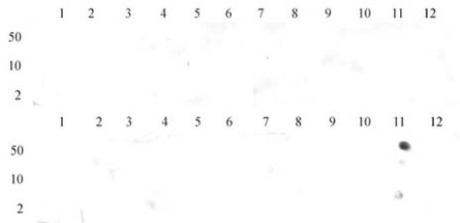 Histone H3K36me3 Antibody in Dot Blot (DB)