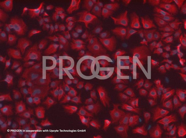 Cytokeratin 18 Antibody in Immunocytochemistry (ICC/IF)