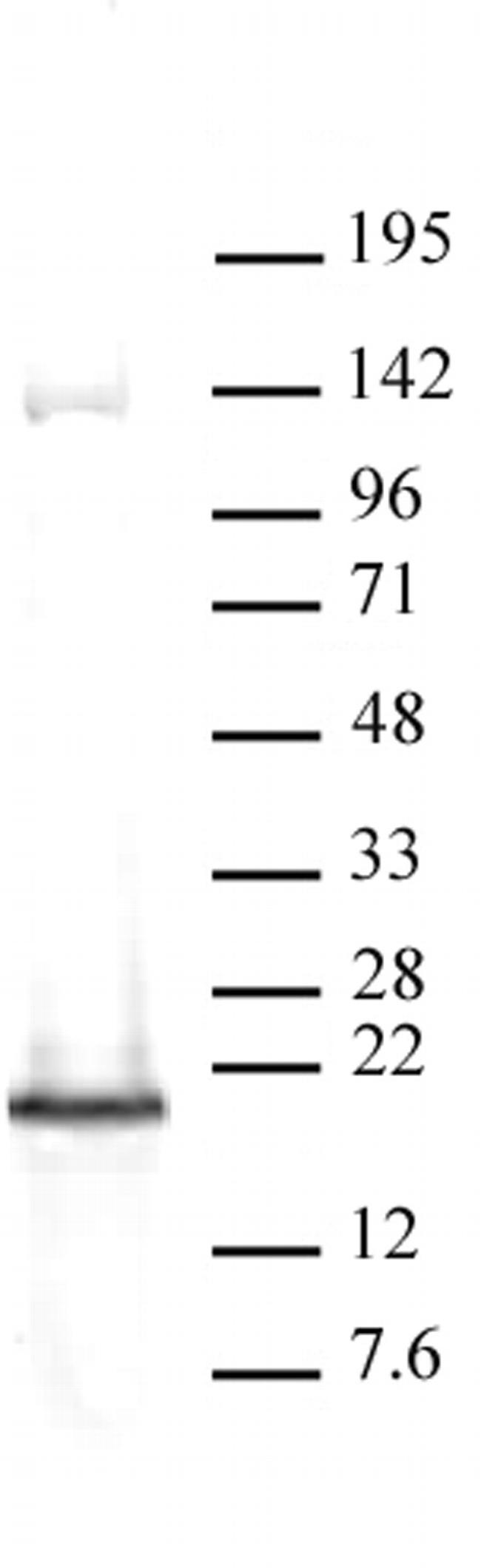 HMGA2/HMGI-C Antibody in Western Blot (WB)