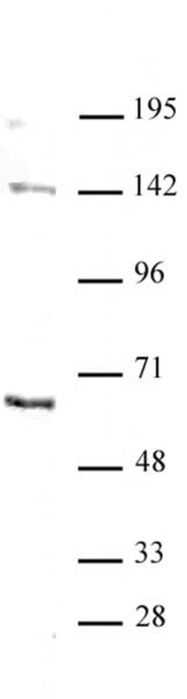 GATA-6 Antibody in Western Blot (WB)