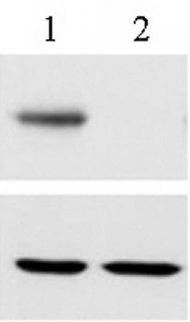 RBPJ Antibody in Western Blot (WB)