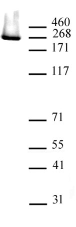 Phospho-RNA pol II CTD (Ser2) Antibody in Western Blot (WB)