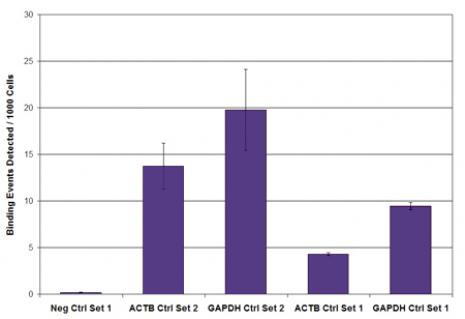 Phospho-RNA pol II CTD (Ser2) Antibody in ChIP Assay (ChIP)