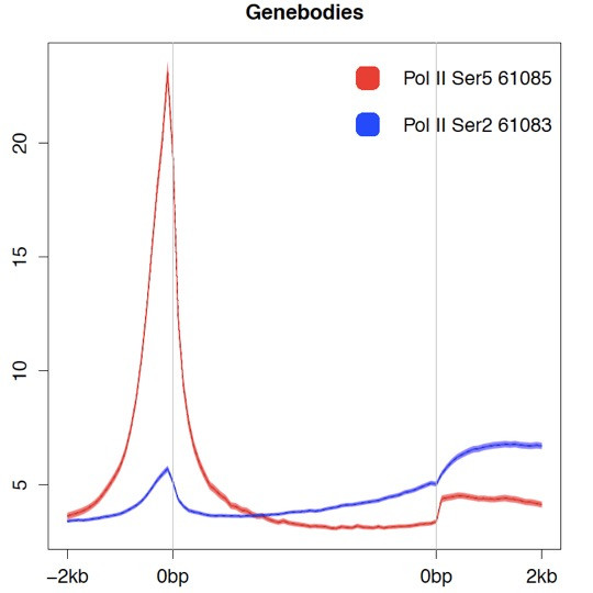 Phospho-RNA pol II CTD (Ser5) Antibody in ChIP-Sequencing (Chip-Seq)