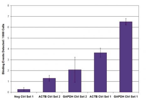 Phospho-RNA pol II CTD (Ser5) Antibody in ChIP Assay (ChIP)