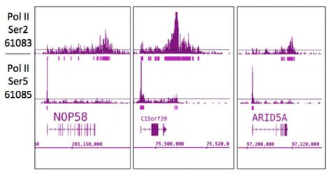 Phospho-RNA pol II CTD (Ser5) Antibody in ChIP-Sequencing (ChIP-Seq)