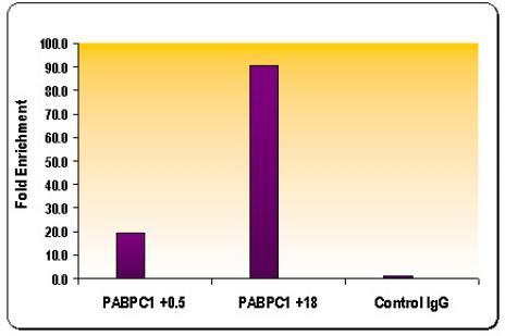 Histone H3K36me3 Antibody in ChIP Assay (ChIP)